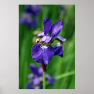 Póster Iris