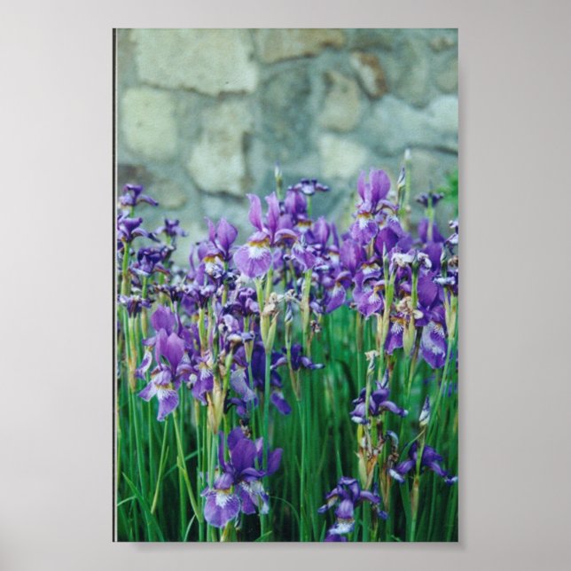 Póster Iris (Frente)