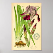 Íris Alemã (Iris germânica)