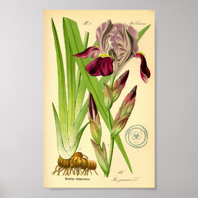 Póster Íris Alemã (Iris germânica) (Frente)