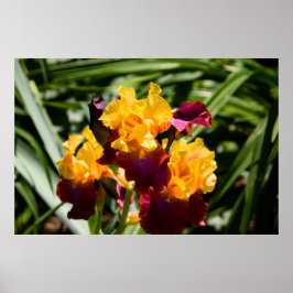 Poster Íris Amarelo e Roxo
