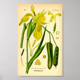 Poster Íris Amarelo (Iris pseudacorus)
