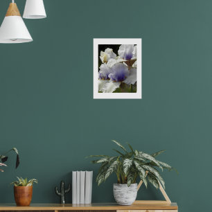Poster Iris Branca e Roxa Floral em Flor