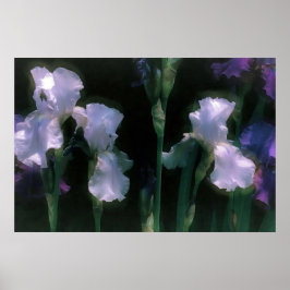 Poster Íris Brancas Iluminadas pelo Luar em Flor