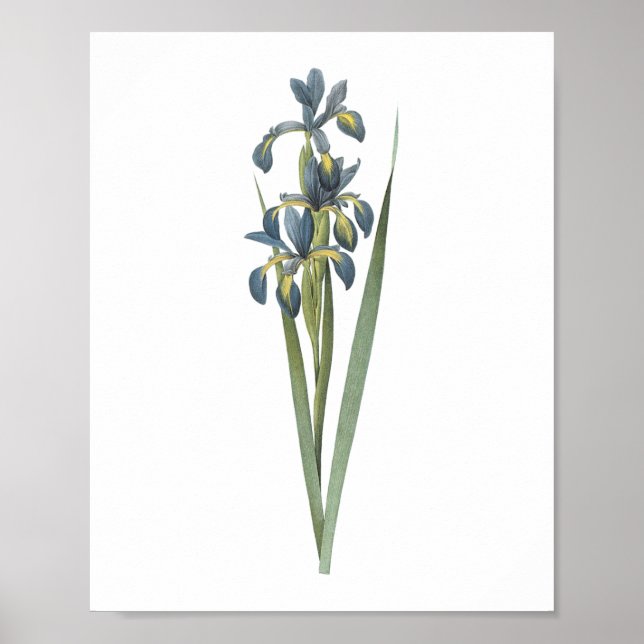 Poster íris de borboleta (Iris spuria) por Redouté (Frente)