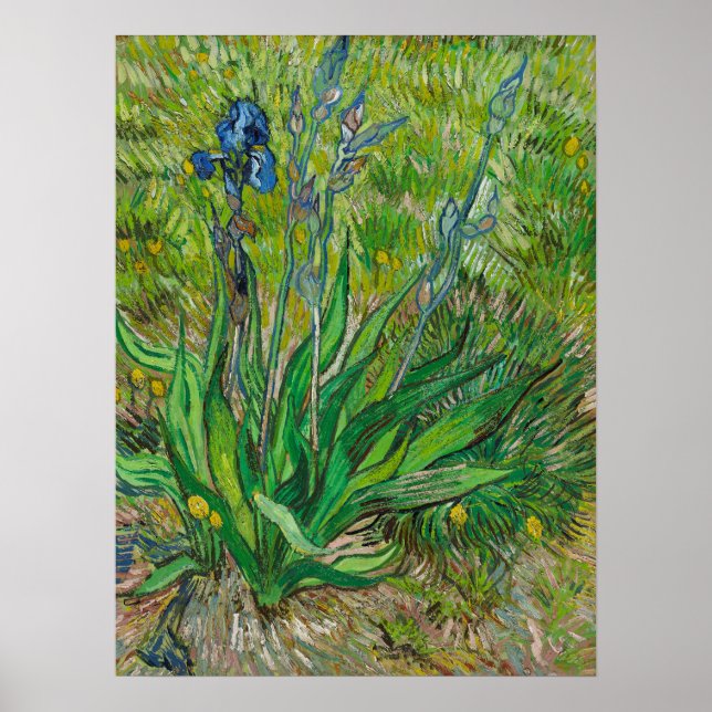 Poster Íris de Van Gogh - Arte Floral Azul Clássica (Frente)