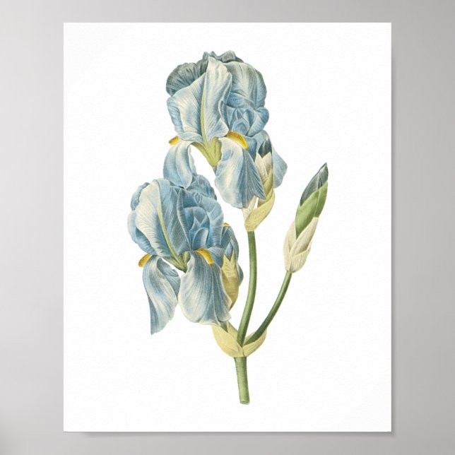 Póster íris doce (Iris pallida) por Redouté (Frente)