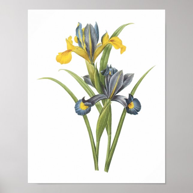 Póster Iris espanhola (Iris xiphium) por Redouté (Frente)