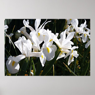 Poster Íris farpada