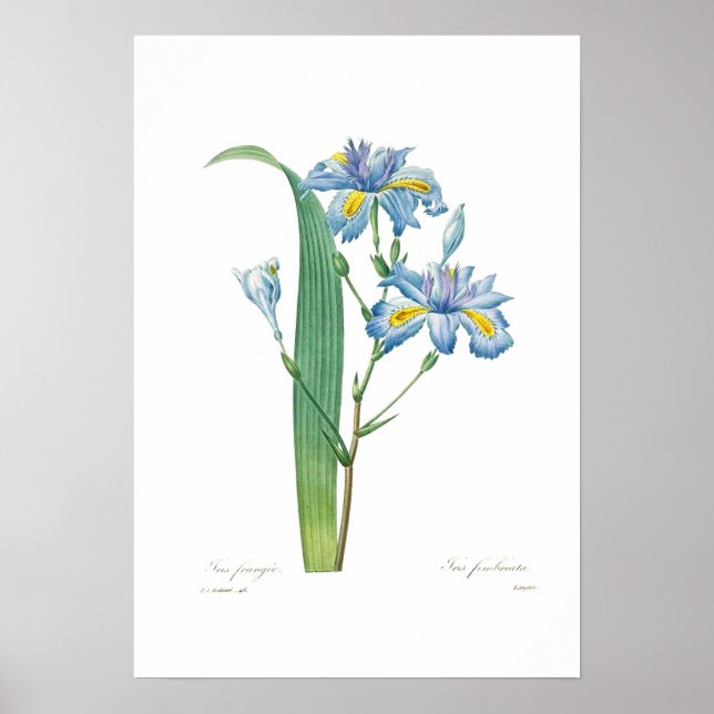 Poster Iris fimbriata (Frente)