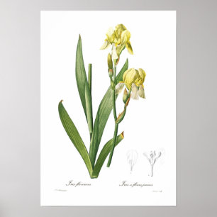 Póster Iris flavescens