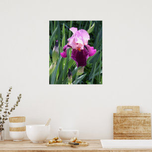 Póster Íris Flor de Rosa Beijada pelo Sol