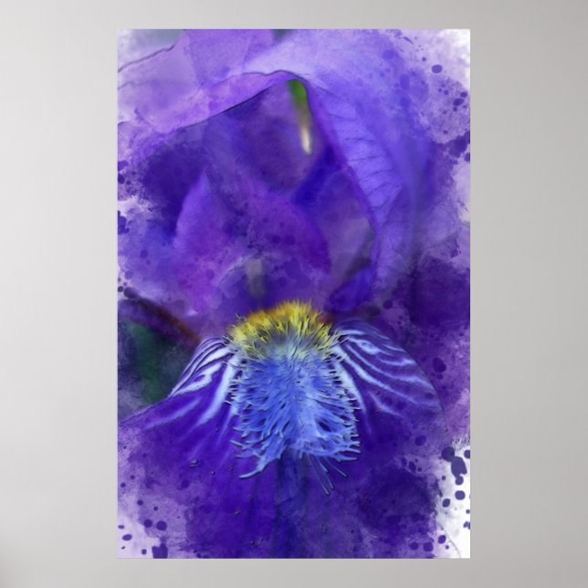 Poster Iris Flor Puro Watercolor (Frente)