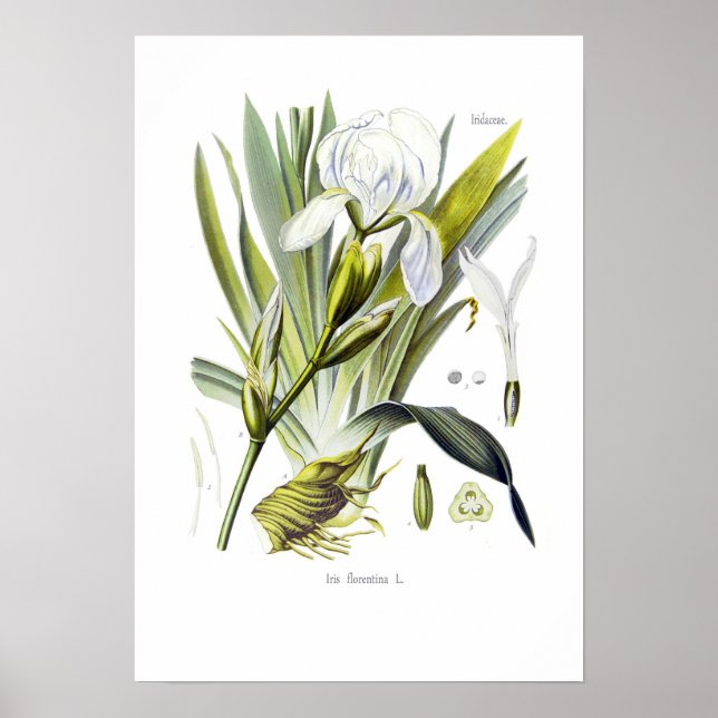Poster Iris florentina (Frente)