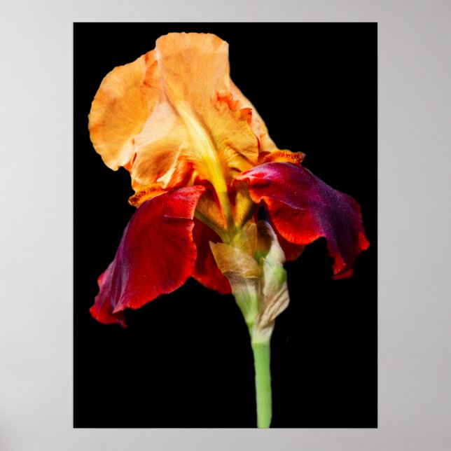 Poster Iris Flower (Frente)