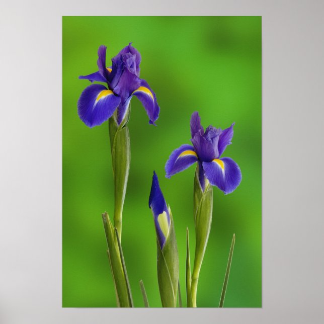 Póster Iris Flowers (Frente)