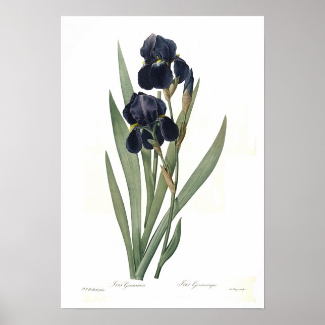 Póster Iris germica (Frente)