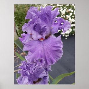 Poster Iris Irrisa Lavanda Floral da Flor Roxa