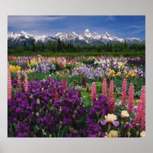 Póster Iris, Jardim Lupine e Faixa de Teton,