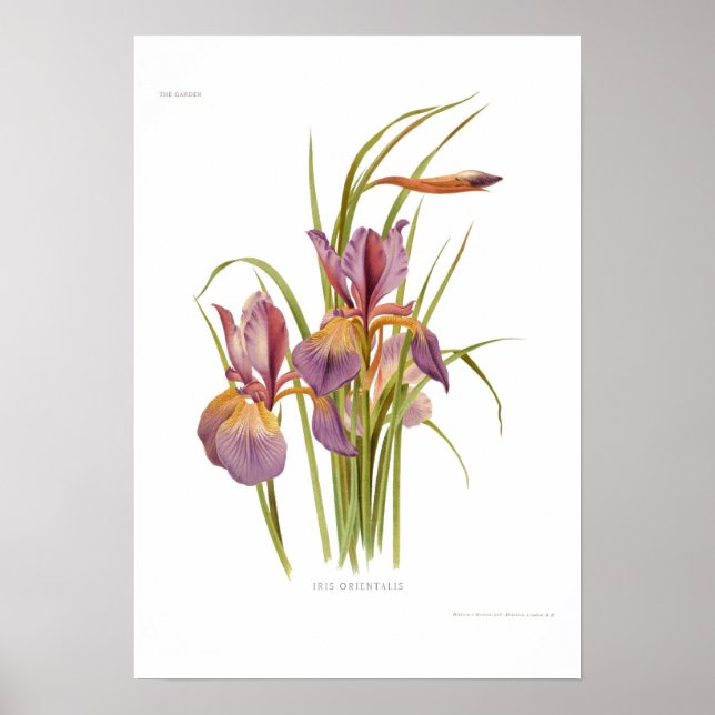 Póster Iris orientalis (Frente)