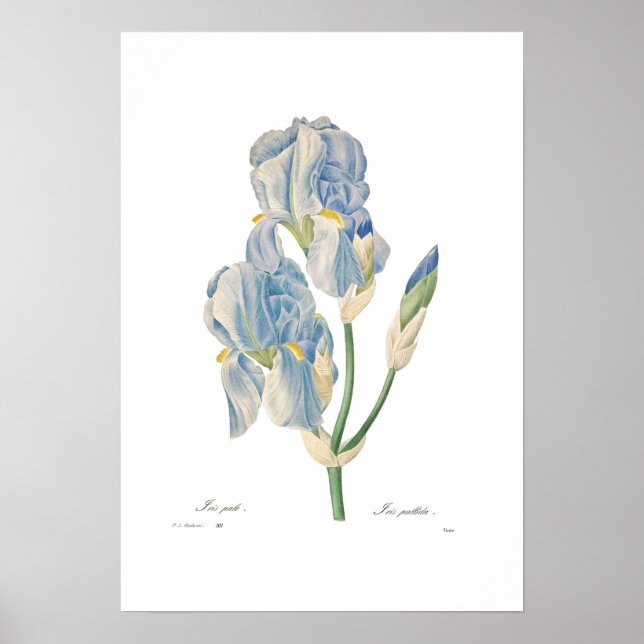 Póster Iris pallida (Frente)