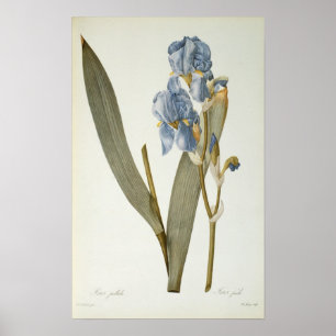 Póster Iris Pallida, de Les Liliacees, 1812