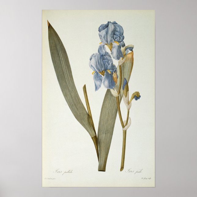 Póster Iris Pallida, de Les Liliacees, 1812 (Frente)
