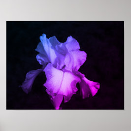 Poster Íris Puro Brilhante na Foto de Fundo Escura