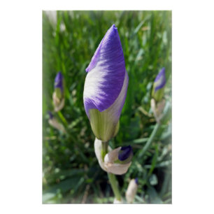 Póster íris púrpura