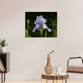 Póster Íris Roxa com Jardim de Gotículas de Chuva