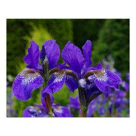 Póster Iris sibirica fotografia floral