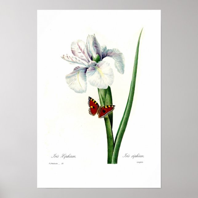 Póster Iris xipheum (Frente)