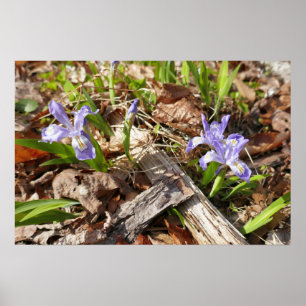 Poster Irises da Miniatura Selvagem