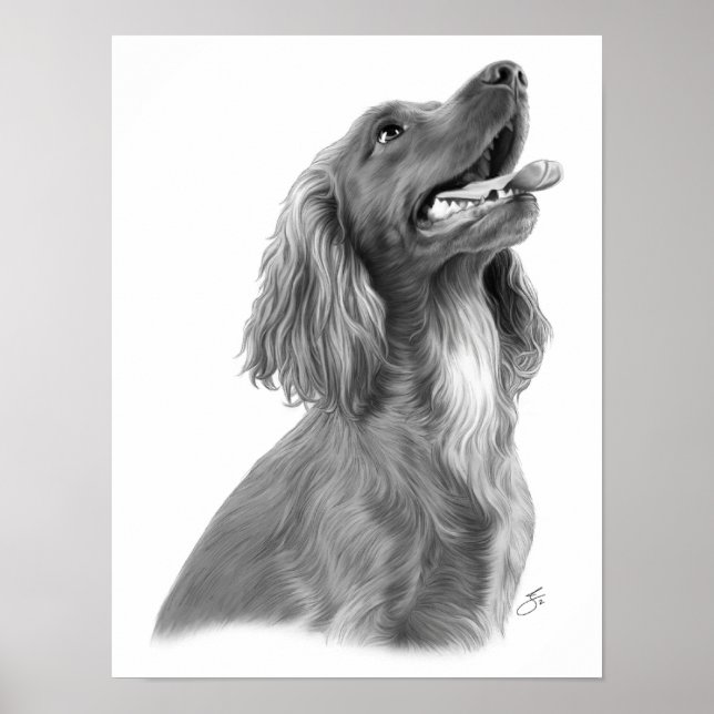 Poster Irish Setter (Frente)