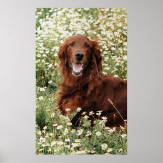 Poster Irish Setter