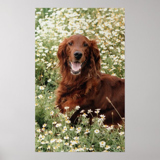 Poster Irish Setter (Frente)