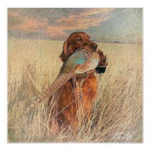 Póster Irish Setter com faisão