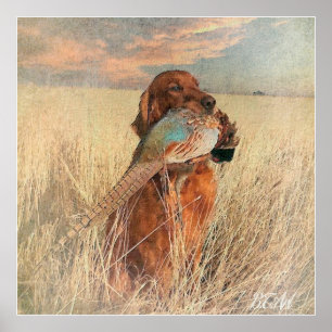 Poster Irish Setter com faisão
