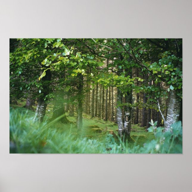 Póster Irish Wood (Frente)