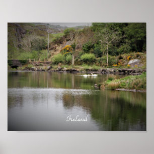 Poster Irlanda, County Cork, Lake, Swans, Fotografia