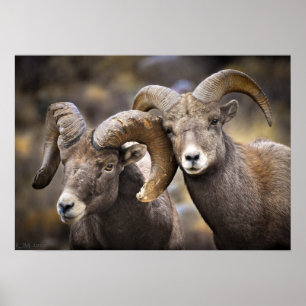 Póster Irmãos do Bighorn