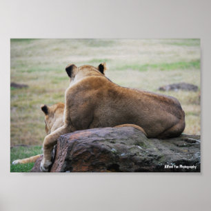 Poster Irmãs da Savana