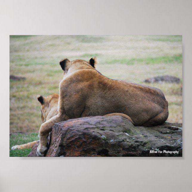 Poster Irmãs da Savana (Frente)