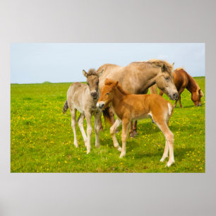 Póster Islândia. Dyrholaey. Potros islandêses do cavalo