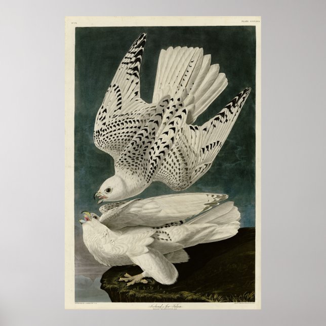 Poster Islândia, Jer Falcon, das Aves de Audubon da Améri (Frente)