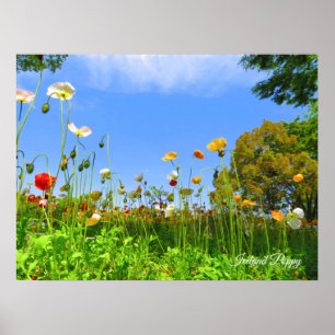 Poster Islândia Poppy [Poster] ポ ス タ ー
