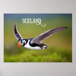 Poster Islândia Puffin
