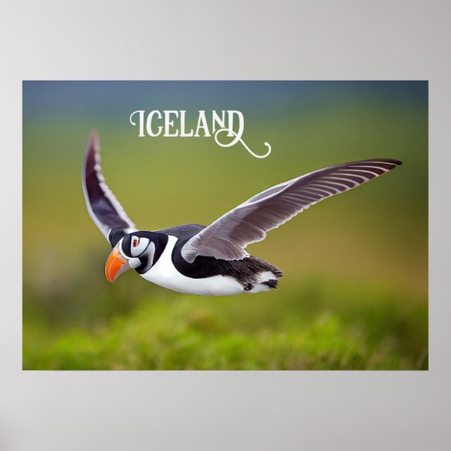 Poster Islândia Puffin (Frente)