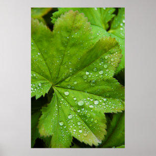 Póster Islândia. Região Sul. Galos