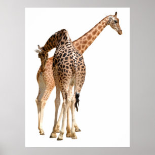Poster Isolado de duas girafas machos e fêmeas
